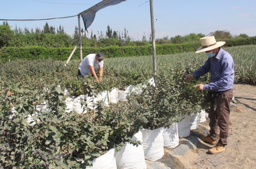  ECONOMÍA: Chavimochic produce plantas de alta rentabilidad para pequeños agricultores.