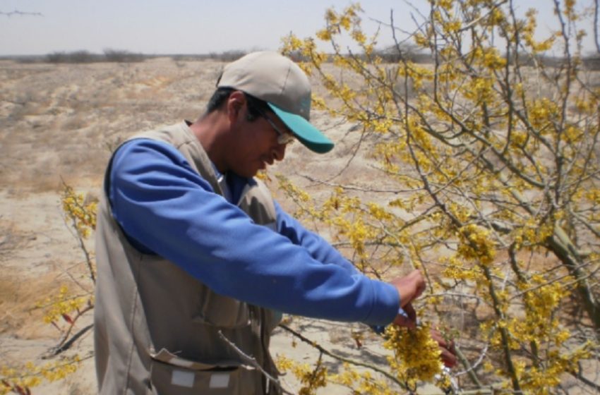  ¡Investigación sin pausa en regiones! Pasco y Junín lideran estudios en flora silvestre