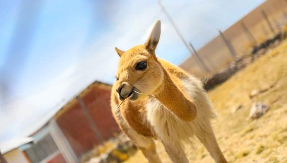  Más de dos mil vicuñas murieron a causa de la sarna en la reserva de Pampa Galeras.