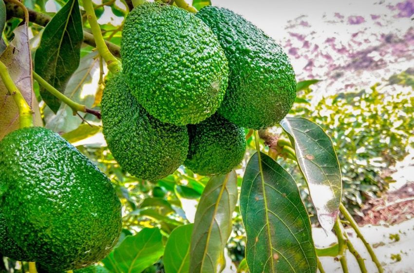  Perú incrementó producción de palta en 39.6% en agosto 2021.