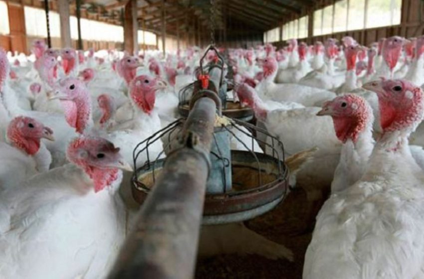  Se ofertarán un millón 652 mil pavos en fiestas de Navidad y Año Nuevo