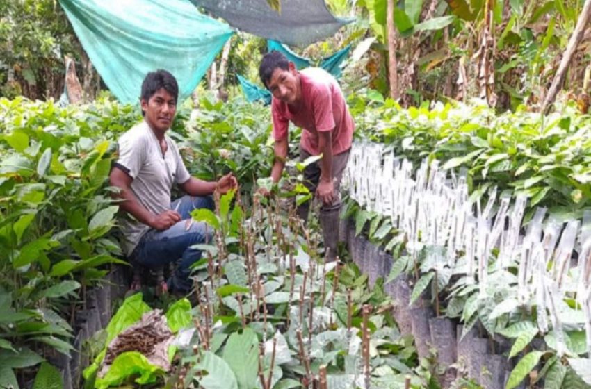  Junín: Río Negro impulsa agroexportaciones de cacao finos de sabor y aroma