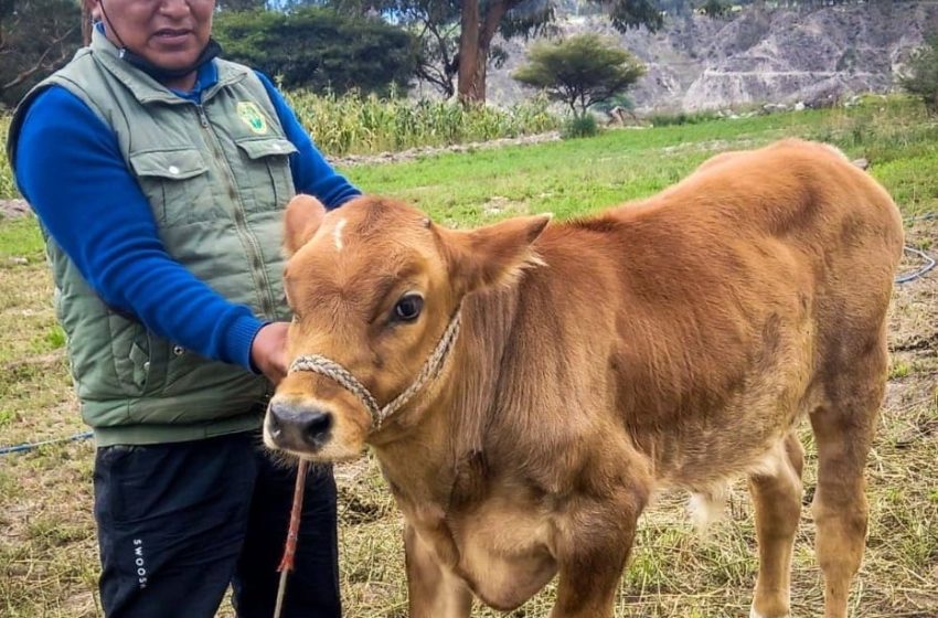  PROYECTO BOVINO: ¡YA NACIERON 1030 CRÍAS POR INSEMINACIÓN ARTIFICIAL EN PARINACOCHAS…!!