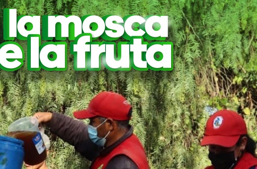  GOBIERNO REGIONAL DE AYACUCHO: PROYECTO CONTROL DE LA MOSCA DE LA FRUTA…!!